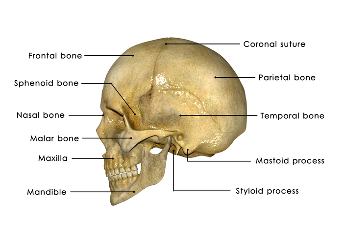 occipital bone fracture