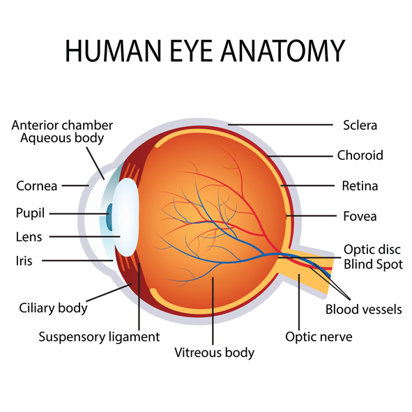 retinal hemorrhage diagram